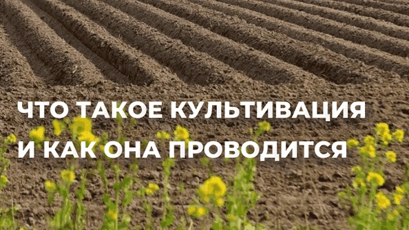 Что такое культивация и как она проводится 